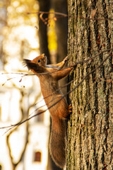 Sciurus. Rodent. Beautiful squirrel on a tree