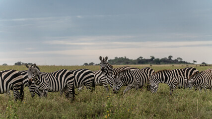 group of zebras at dawn at serengeti national park tansania africa - obrazy, fototapety, plakaty