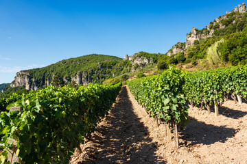 Fototapeta na wymiar Rows of a vineyard in the mountains. Agriculture.