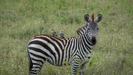 Fototapeta na wymiar Young zebra with two birds on back at serengeti national park 