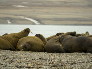 Group of big walruses on the beach. Svalbard, Nordaustlandet, Norway.