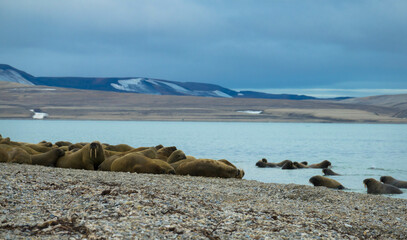 Walrus colony lying on the shore. Arctic landscape against blurred background. Nordaustlandet,...
