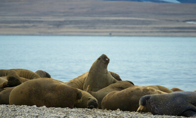 Fototapeta premium Group of big walruses on the beach. Svalbard, Nordaustlandet, Norway.