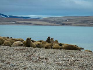 Group of big walruses on the beach. Svalbard, Nordaustlandet, Norway.