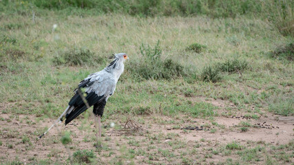 yellow billed stork in serengeti National park Tansania Africa