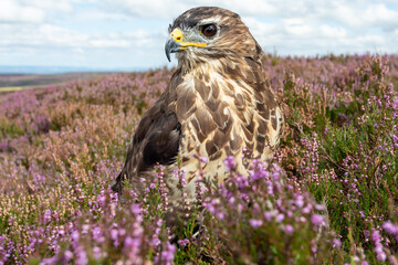 Close up of an adult Buzzard perched in purple heather on managed moorland in summer. Alert and facing left.  Scientific name: Buteo Buteo.  Nidderdale. Horizontal.  Copy Space.