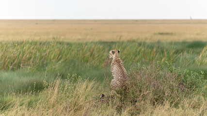 Leopard on the lookout for new pray in serengeti national park tansania africa