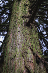 Trunk of Chamaecyparis pisifera - Sawara cypress variety Squarrosa