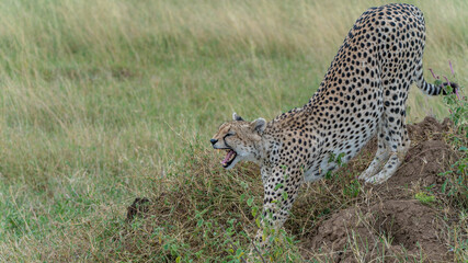 cheetah in serengeti national park yawning