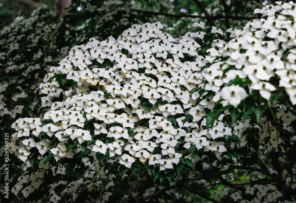 Poster details of cornus kousa small deciduous tree in poland