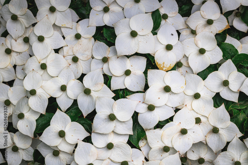 Sticker Close up on a flowers of Cornus kousa small deciduous tree in Poland