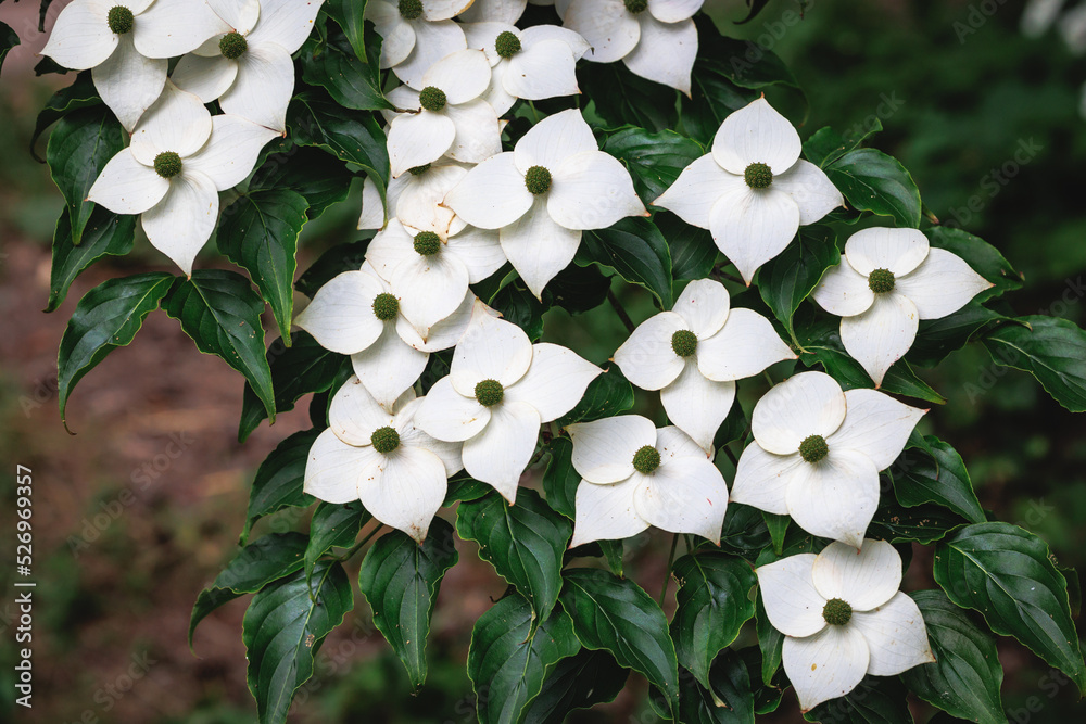 Poster close up on a flowers of cornus kousa small deciduous tree