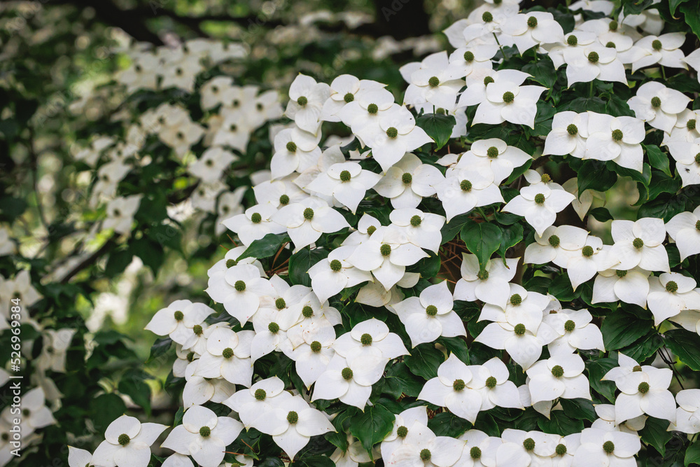 Poster Details of a flowers of Cornus kousa small deciduous tree