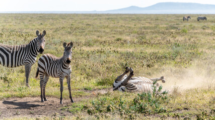 Fototapeta na wymiar zebra playing rolling around on the ground at serengeti national park tansania africa