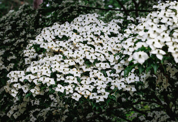 Fototapeta premium Details of Cornus kousa small deciduous tree in Poland