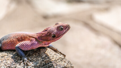 lizard on the rock colorful tarangire serengeti national park tansania africa