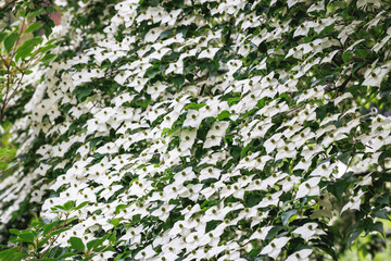 Flowers of Cornus kousa small deciduous tree, Poland