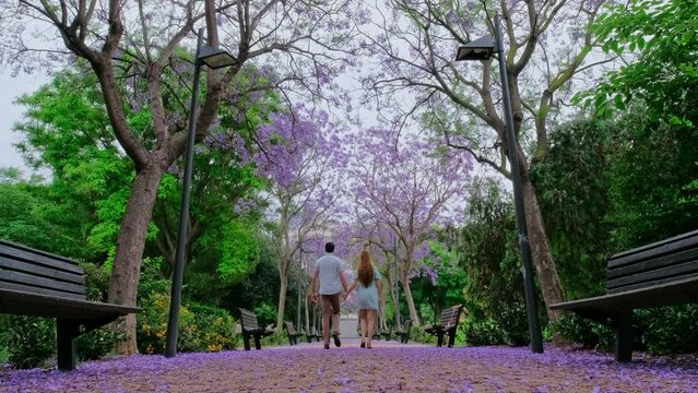 Beautiful park with blooming purple Jacaranda. Romantic magic atmosphere.