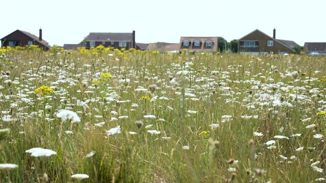 Wild Grass Meadow With White Daisey Flowers On The Princes Walk In Margate. Low Angle, Slow Motion