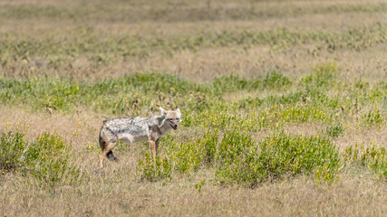 Naklejka na ściany i meble Jackal in the grass at serengeti national park africa