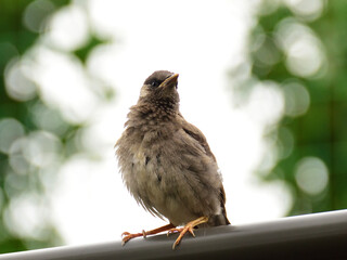 A young starling leaves nest
