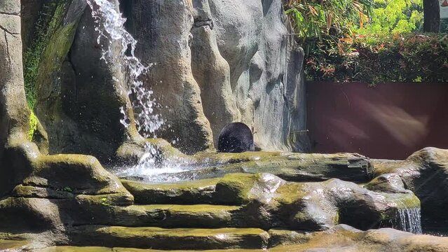 Sun Bear Walking Behind Waterfall in Protected Area of Bali Zoo
