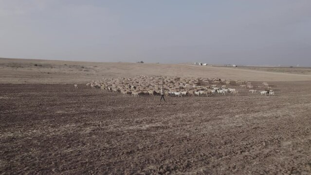 Shepherd in an orange sunrise with his sheep, in a dry desert area without grass #2 Aerial parallax to the left(D-LOG)