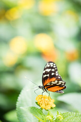 Papillon Orange 2