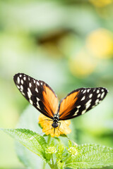 Fototapeta na wymiar Papillon Orange 3