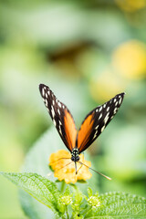 Obraz na płótnie Canvas Papillon Orange 4