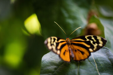 Papillon Orange 5
