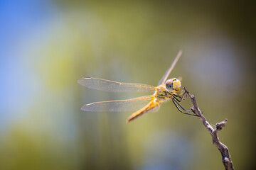 Libellule Macro 10