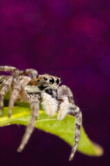 Jumping Spider Macro