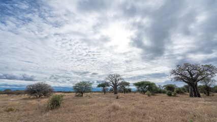 Cloudy landscape with baobab trees serengeti national park tansania africa safari