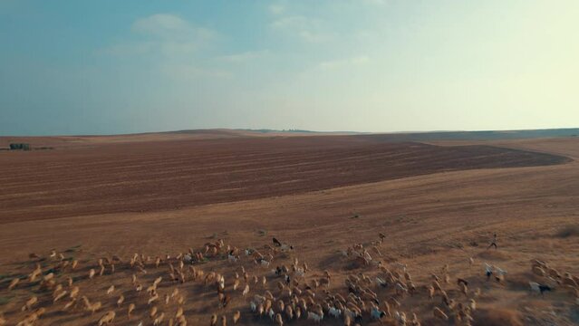 Shepherd in an orange sunrise with his sheep, found in a dry desert area without grass #4 Pullback reveal shot