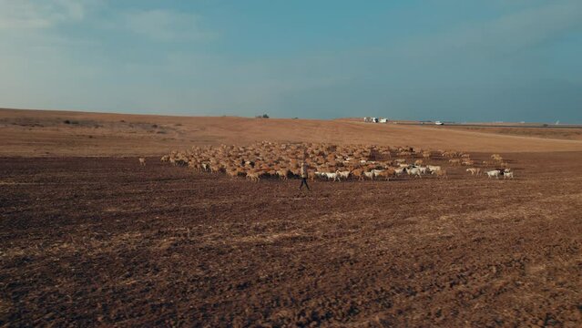 Shepherd in an orange sunrise with his sheep, in a dry desert area without grass #2 Aerial parallax to the left