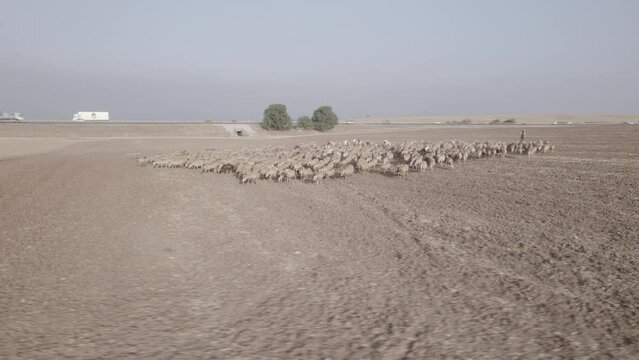 Shepherd in an orange sunrise with his sheep, in a dry desert area without grass #1 Aerial parallax to the right(D-LOG)