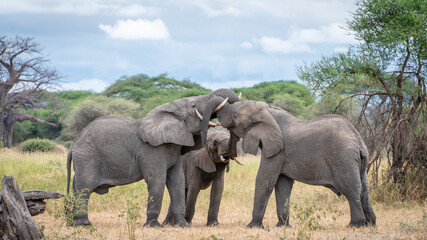Three elephants hugging with trunks at serengeti national park tansania africa
