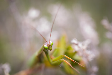 Mante Religieuse Macro 13