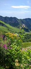 landscape in the mountains