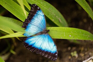 Papillon Bleu 2