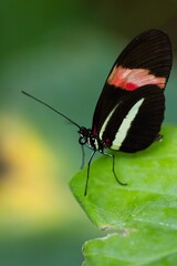 Papillon Orange et Noir 10