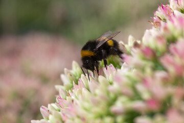 Bumbkebee collecting pollen on Hylotelephium 'Herbstfreude' (Pink Sedum)