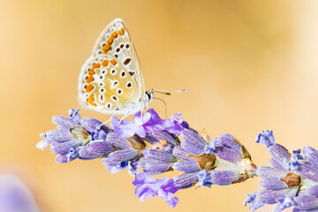 Papillon Orange x Lavande
