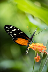Fototapeta na wymiar Papillon Orange et Noir 7