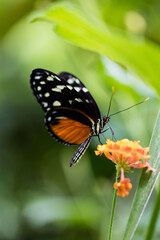 Fototapeta na wymiar Papillon Orange et Noir 6
