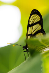 Papillon jaune 7