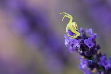 Araignée Lavande Macro 4