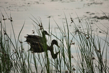 ducks in the lake