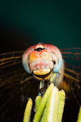 Libellule Macro 4